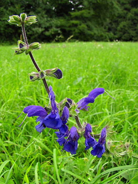 šalvia lúčna Salvia pratensis L.