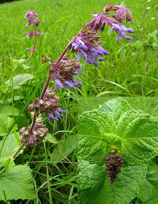 šalvia praslenatá Salvia verticillata L.