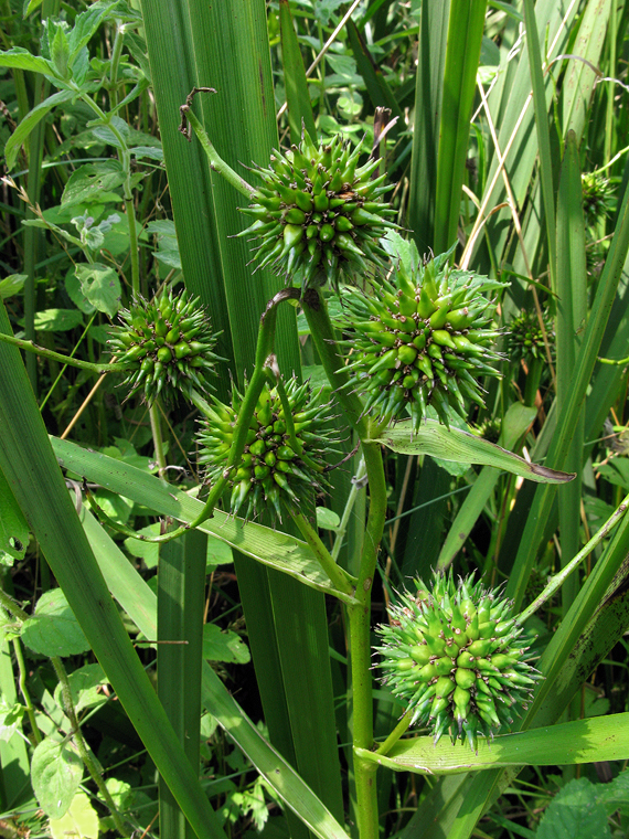 ježohlav vzpriamený Sparganium erectum L.