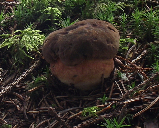 hríb zrnitohlúbikový Sutorius luridiformis (Rostk.) G. Wu & Zhu L. Yang