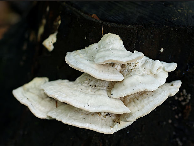 trúdnikovec hrbatý Trametes gibbosa (Pers.) Fr.