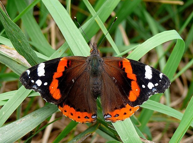 babôčka admirálska Vanessa atalanta Linnaeus, 1758