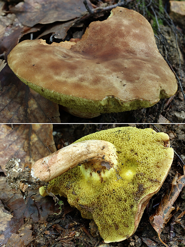 suchohríb Xerocomus sp.