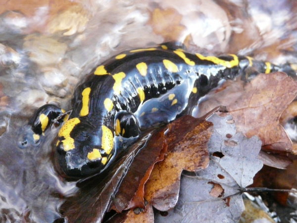 salamandra škvrnitá