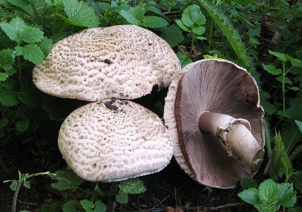 pečiarka hnedoškvrnitá? Agaricus impudicus? (Rea) Pilát 1951