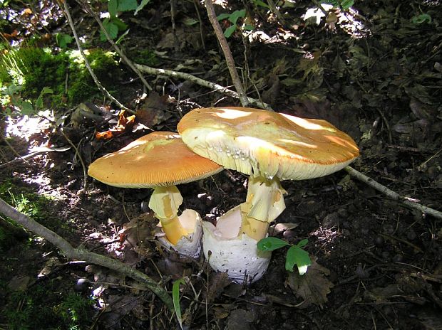 muchotrávka cisárska Amanita caesarea (Scop.) Pers.