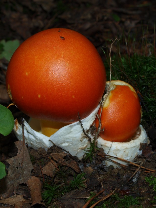 muchotrávka cisárska Amanita caesarea (Scop.) Pers.