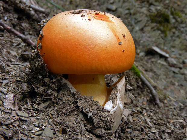 muchomůrka císařská Amanita caesarea (Scop.) Pers.