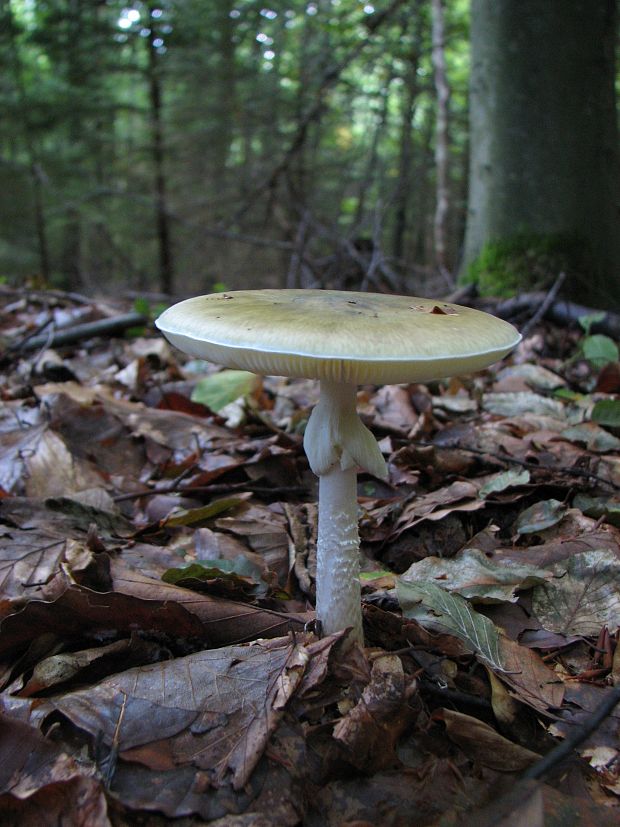 muchotrávka zelená Amanita phalloides (Vaill. ex Fr.) Link