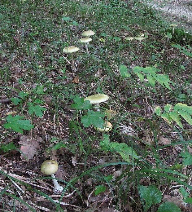 muchotrávka zelená Amanita phalloides (Vaill. ex Fr.) Link