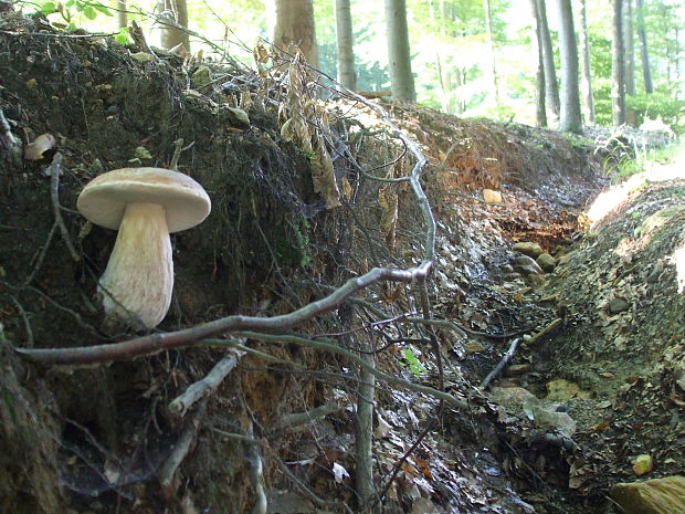 hríb dubový Boletus reticulatus Schaeff.