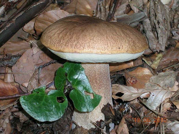 hríb dubový Boletus reticulatus Schaeff.