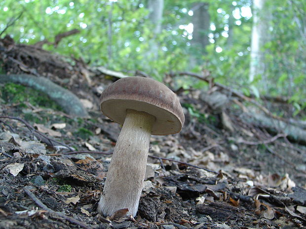 hríb dubový Boletus reticulatus Schaeff.