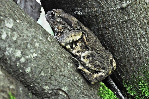 ropucha bradavičnatá Bufo bufo