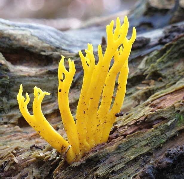 parôžkovec lepkavý Calocera viscosa (Pers.) Fr.