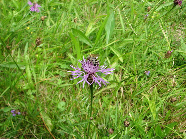 nevädzník Centaurea salonitana Vis.