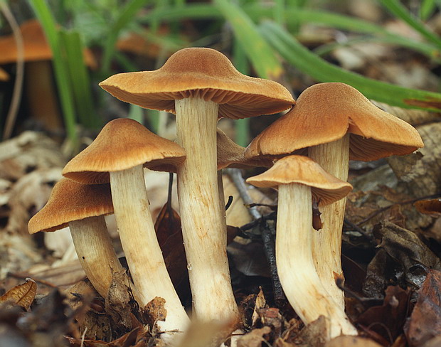 pavučinovec plyšový Cortinarius orellanus Fr.