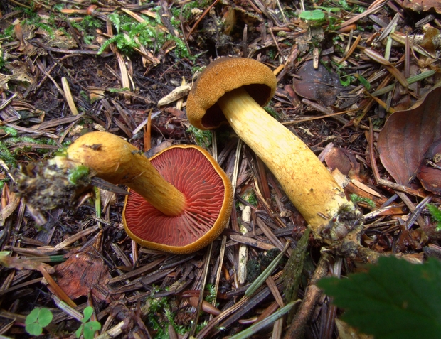 pavučinovec krvavolupeňový Cortinarius semisanguineus (Fr.) Gillet