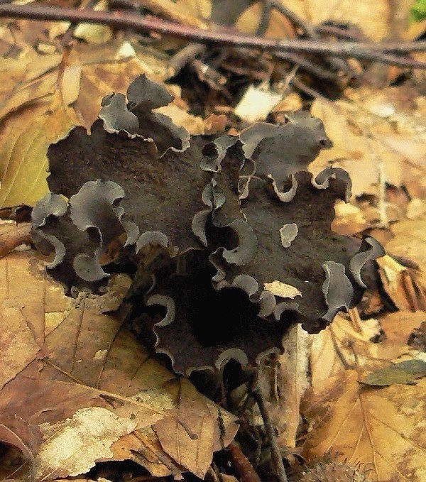 lievik trúbkovitý Craterellus cornucopioides (L.) Pers.