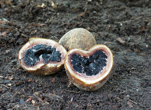 srnka obyčajná Elaphomyces granulatus Fr.