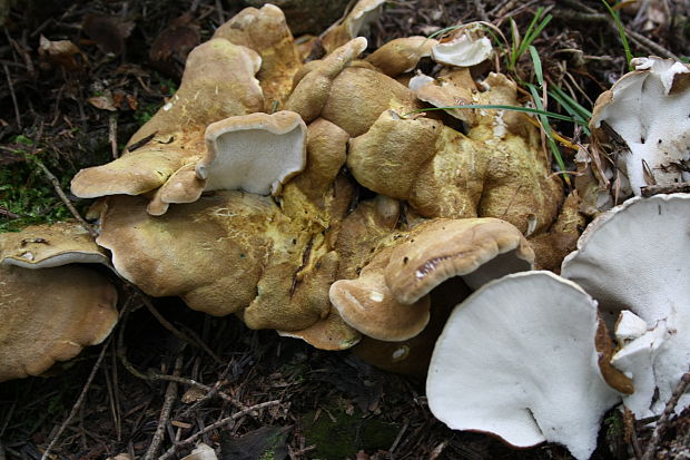 krásnopórovec zelenohnedý Laeticutis cristata (Schaeff.) Audet