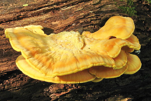 sírovec obyčajný Laetiporus sulphureus (Bull.) Murrill