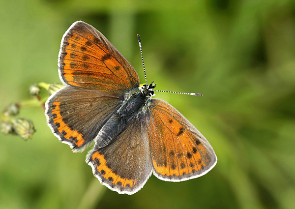 ohniváčik štiavový Lycaena hippothoe