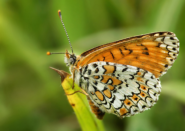 hnedáčik mriežkovaný Melitaea cinxia