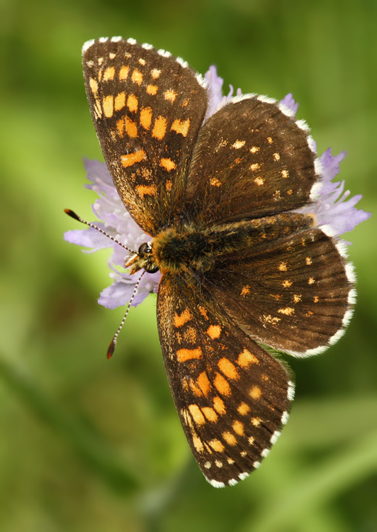 hnedáčik čermeľový Melitaea diamina