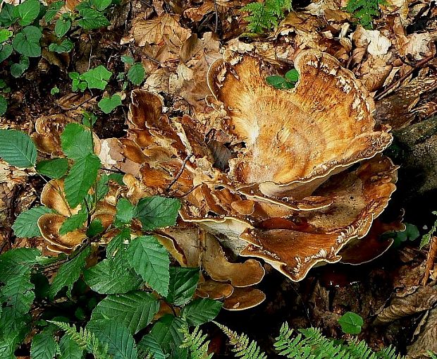 vejárovec obrovský Meripilus giganteus (Pers.) P. Karst.