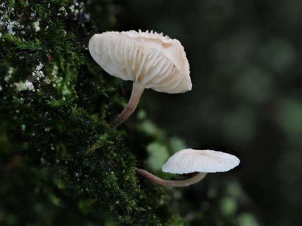 tancuľka Mycena sp.