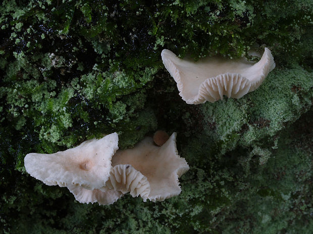 tancuľka Mycena sp.