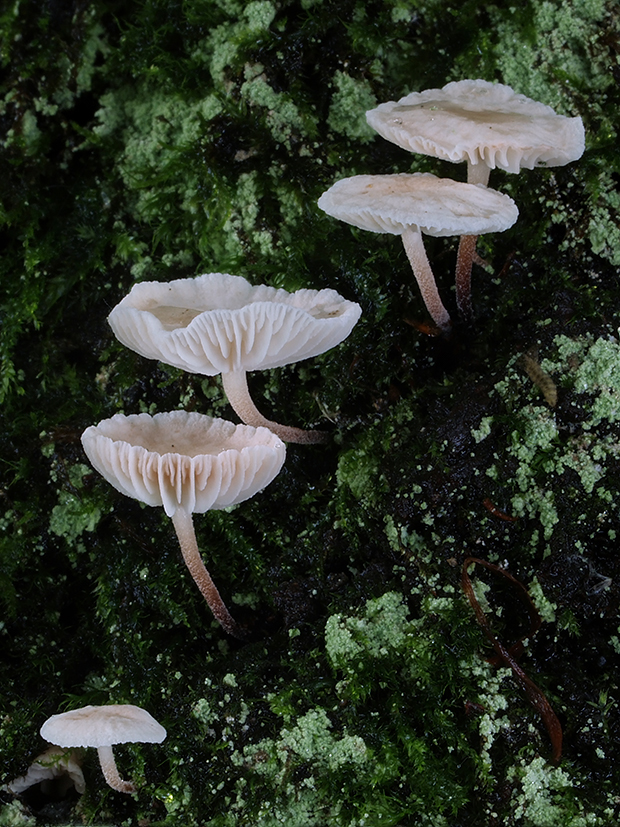 prilbička Mycena sp.