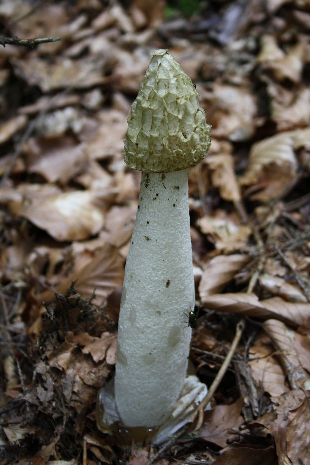 hadovka smradľavá Phallus impudicus L.