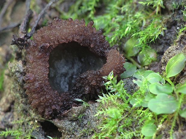 drsnočiaška olivová Plicariella flavovirens (Fuckel) Van Vooren & Moyne