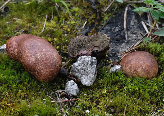 koreňovec červený Rhizopogon roseolus (Corda) Th. Fr.