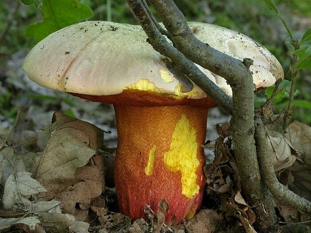 hríb purpurový Rubroboletus rhodoxanthus Kuan Zhao &amp; Zhu L. Yang