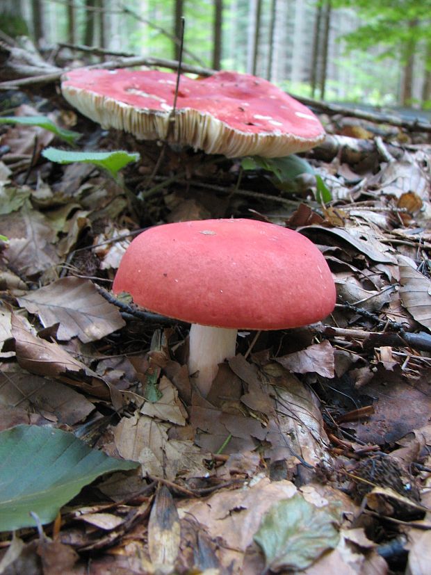 plávka úhľadná Russula rosea Pers.