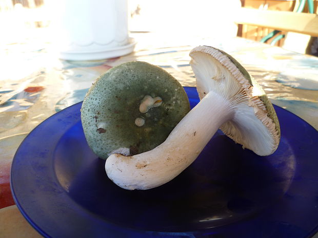 plávka zelenkastá Russula virescens (Schaeff.) Fr.