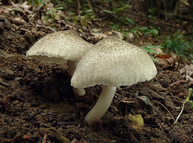 čírovka Tricholoma sp.