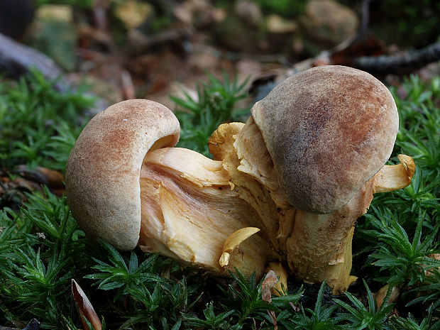 suchohríb Xerocomus sp.