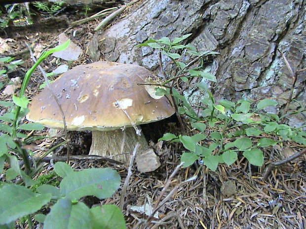 hríb smrekový (Boletus edulis Bull. ex Fr.)