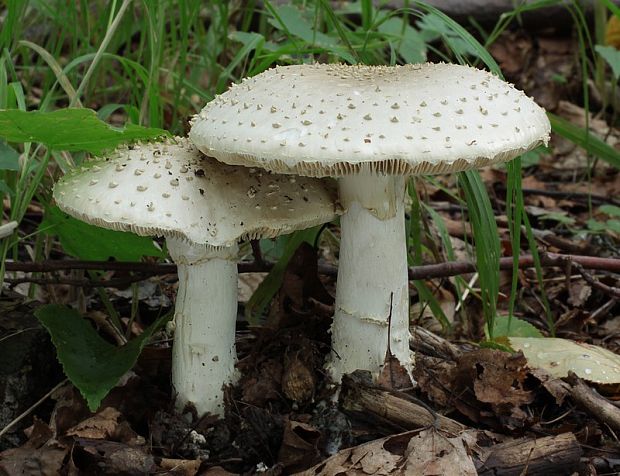 muchotrávka ostnatá Amanita echinocephala (Vittad.) Quél.