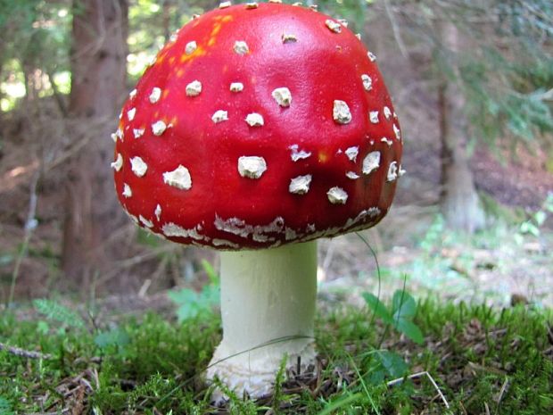 muchotrávka červená Amanita muscaria (L.) Lam.