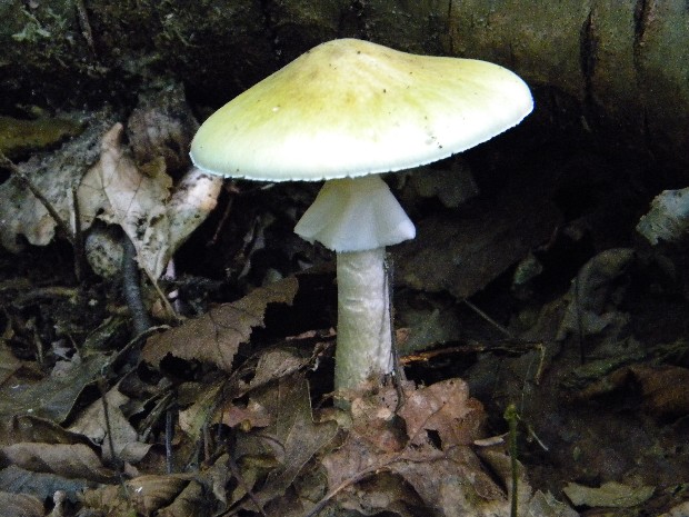 muchotrávka zelená Amanita phalloides (Vaill. ex Fr.) Link