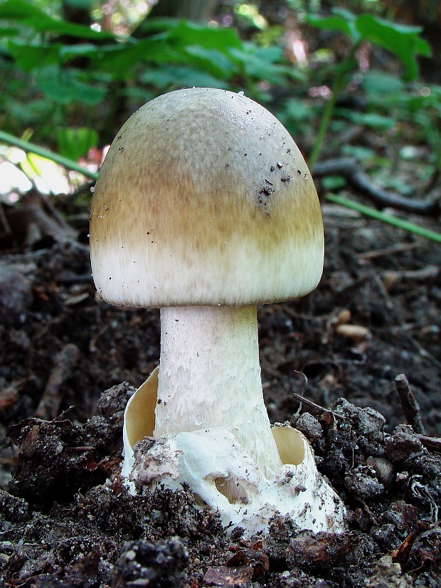 muchotrávka zelená Amanita phalloides (Vaill. ex Fr.) Link