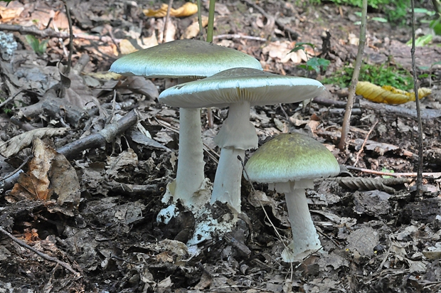 muchotrávka zelená Amanita phalloides (Vaill. ex Fr.) Link