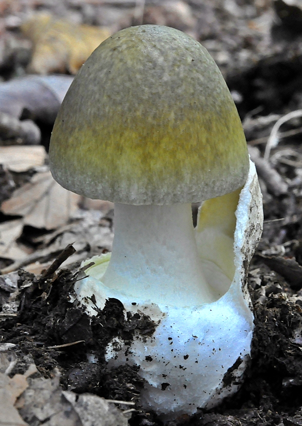 muchotrávka zelená Amanita phalloides (Vaill. ex Fr.) Link