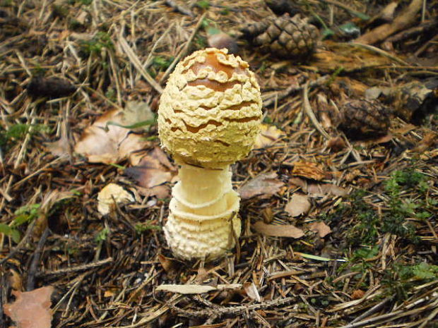 muchotrávka kráľovská Amanita regalis (Fr.) Michael