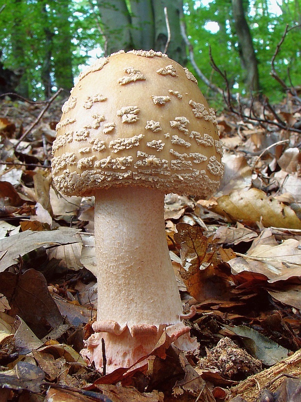 muchotrávka červenkastá Amanita rubescens Pers.